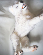Lade das Bild in den Galerie-Viewer, Blanca der Wolf
