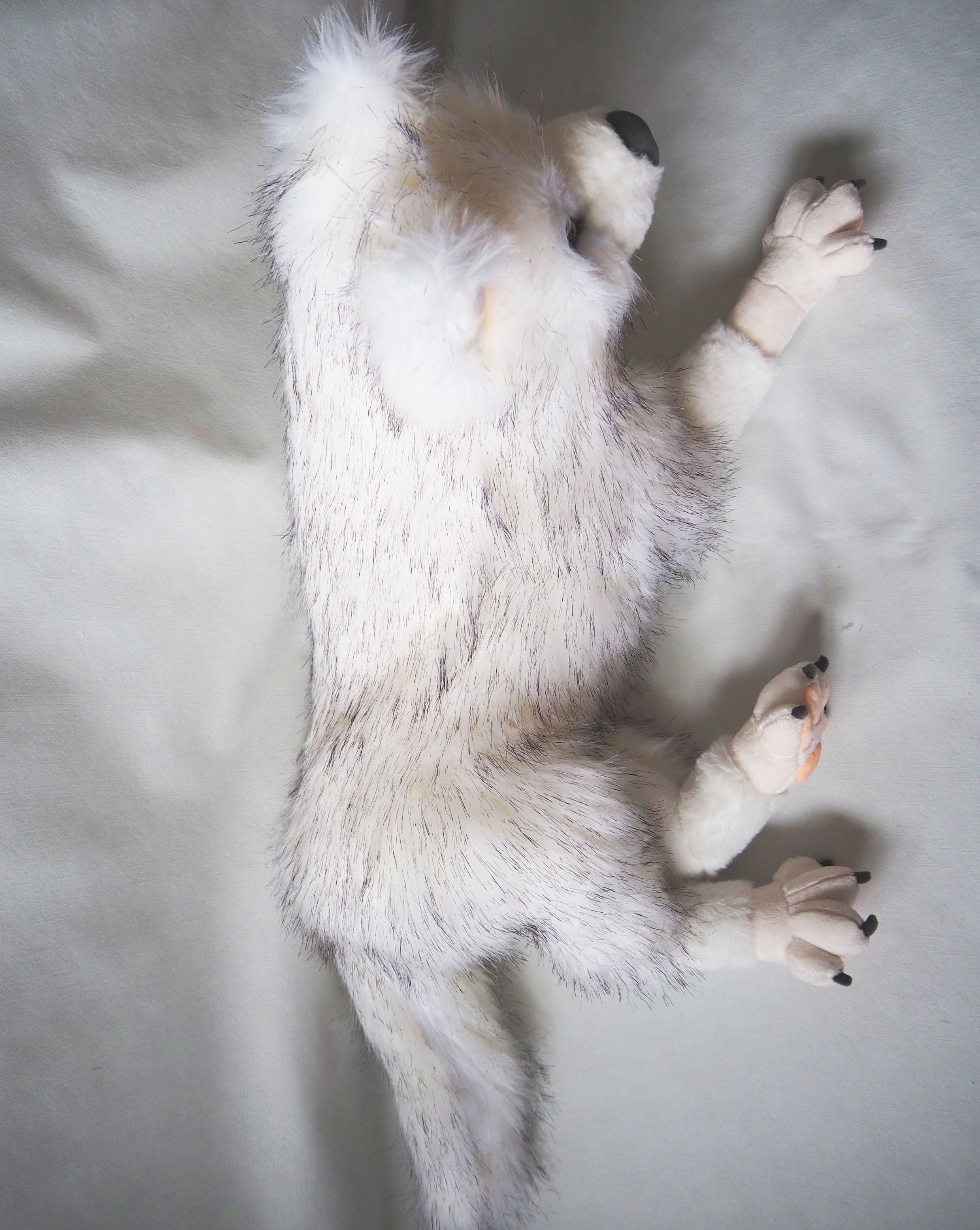 Blanca der Wolf