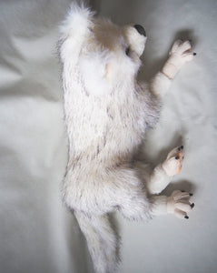 Blanca der Wolf
